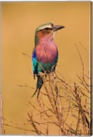 Framed Lilac-breasted Roller, Masai Mara Game Reserve, Kenya