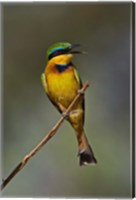 Framed Little Bee Eater, Bird, Samburu Game Reserve, Kenya