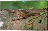 Framed Madagascar, Commerson's leaf-nosed bat wildlife