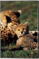 Framed Kenya, Masai Mara Game Reserve. Cheetah cub