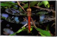 Framed Madagascar, Ankarana Reserve, Malagasy Dragonfly insect