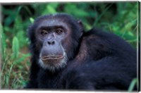 Framed Male Chimpanzee Relaxing, Gombe National Park, Tanzania