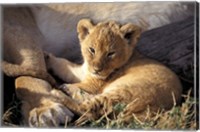 Framed Kenya, Masai Mara. Six week old Lion cub (Panthera leo)