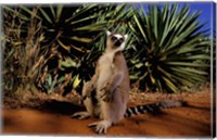 Framed Madagascar, Berenty Private Reserve. Ring-tailed Lemur