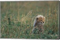 Framed Kenya, Masai Mara Game Reserve, Cheetah, Savanna