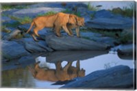 Framed Lion Pride along Rocky Bank, Telek River, Masai Mara Game Reserve, Kenya