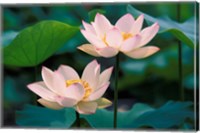 Framed Lotus Flower in Blossom, China