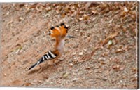 Framed Madagascar. Madagascar Hoopoe, endemic bird
