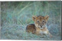 Framed Lion Cub Rests in Grass, Masai Mara Game Reserve, Kenya