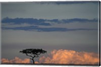 Framed Lone Acacia Tree, Masai Mara Game Reserve, Kenya