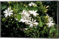 Framed Jasmine Flowers in Bloom, Madagascar