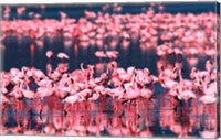 Framed Lesser Flamingos, Lake Nakuru, Kenya