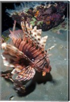 Framed Lionfish at Daedalus Reef