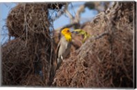 Framed Madagascar, Ifaty, Sakalava Weaver bird