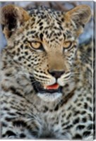 Framed Leopard Female Cub, Savuti Channal, Linyanti Area, Botswana