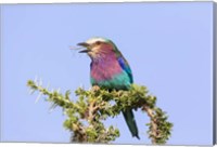 Framed Lilac-breasted Roller with a walking stick insect, Serengeti, Tanzania