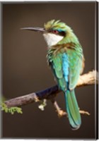Framed Kenya, Somali bee-eater, tropical bird on limb