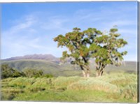 Framed Mount Kenya NP, Site in the highlands of central Kenya, Africa. UNESCO