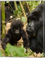 Framed Adult and baby Gorilla, Volcanoes National Park, Rwanda
