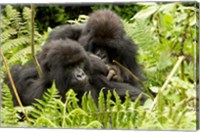 Framed Pair of Gorillas, Volcanoes National Park, Rwanda