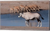 Framed Namibia, Etosha NP, Chudop, Oryx, black-faced impala
