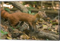 Framed N. Ringtail Mongoose wildlife, Ankarana NP, Madagascar