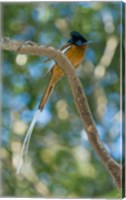 Framed Paradise-Flycatcher bird, Ankarafantsika, Madagascar