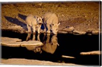 Framed Namibia, Etosha NP, Black Rhino wildlife, waterhole