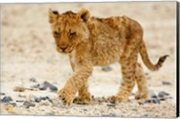 Framed Namibia, Etosha NP. Lion, Stoney ground