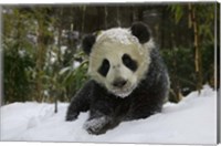 Framed Panda Cub on Tree in Snow, Wolong, Sichuan, China