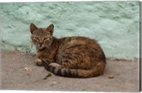 Framed Morocco, Tetouan, Medina of TEtouan, Alley cat