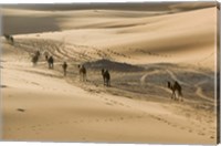 Framed MOROCCO, Tafilalt, Camel Caravan, Erg Chebbi Dunes