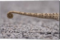 Framed Namibia, Caprivi Strip, Flap Necked Chameleon lizard Tail