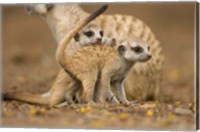 Framed Namibia, Keetmanshoop, Meerkat, Namib Desert, mongoose with babies