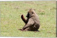 Framed Olive Baboon, Papio anubis, Maasai Mara, Kenya.