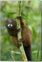 Framed Primate, Red-bellied Lemur, Mantadia NP, Madagascar