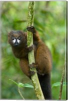 Framed Primate, Red-bellied Lemur, Mantadia NP, Madagascar