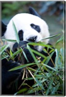 Framed Panda bear, Panda reserve