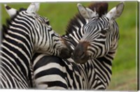 Framed Plains zebras, Ngorongoro Conservation Area, Tanzania