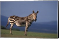 Framed Rare Cape Mountain Zebra, South Africa