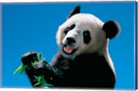 Framed Panda Eating Bamboo, Wolong, Sichuan, China