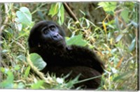 Framed Mountain Gorilla, Bwindi Impenetrable Forest National Park, Uganda