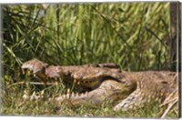 Framed Nile Crocodile, river Victoria Nile, Murchison Falls National Park, Uganda, Africa