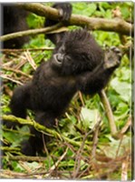 Framed Rwanda, Volcanoes Park, Baby Mountain gorilla