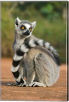 Framed Close up of Ring-tailed Lemur, Madagascar