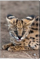 Framed Serval Cat, Kapama Game Reserve, South Africa