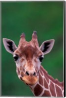 Framed Reticulated Giraffe, Impala Ranch, Kenya