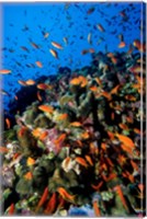Framed Scalefin Anthias Fish at Habili Ali, Red Sea, Egypt