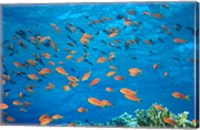 Framed Scalefin Anthias, Elphinstone Reef, Red Sea, Egypt