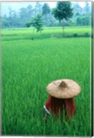 Framed Scenic of Rice Fields and Farmer on Yangtze River, China